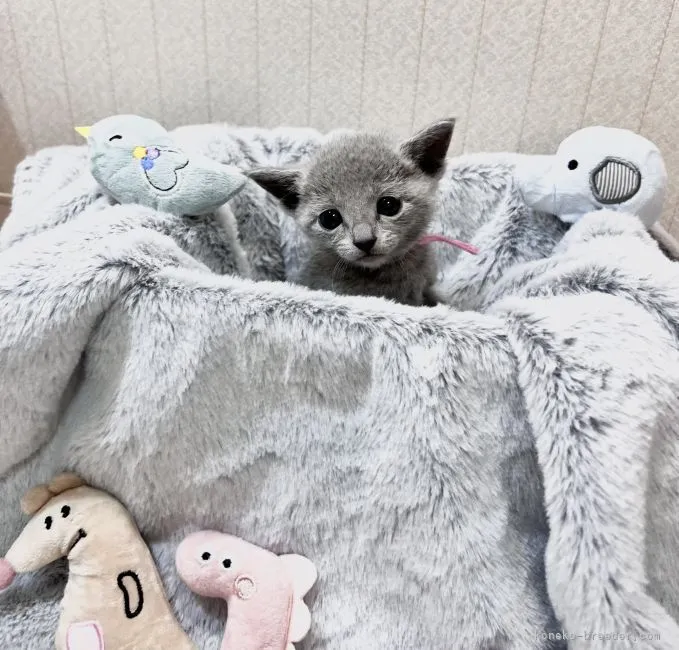 ID:2205-00104の子猫