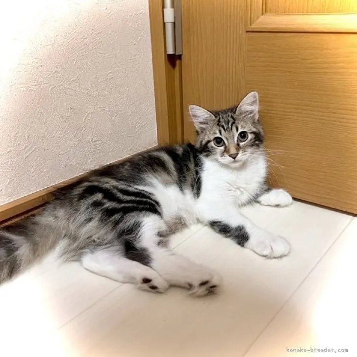 ID：2308-01633の子猫