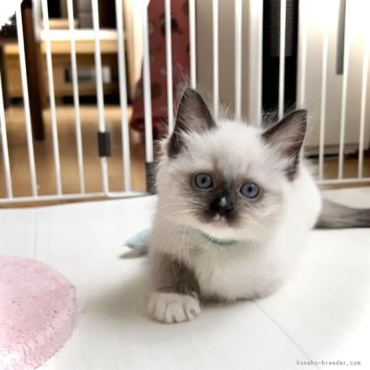 ID：2206-00629の子猫