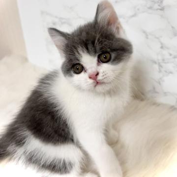 ブリティッシュショートヘア【三重県・男の子・2022年9月13日・ブルー&ホワイト】の写真「凄く物静かで個性的な顔立ちの男の子♂です💛❤️💜💙」