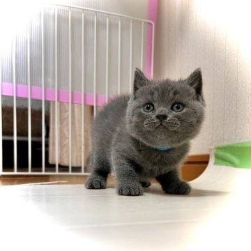 ブリティッシュショートヘア【三重県・男の子・2023年9月15日・ブルー】の写真「大人しく控えめくんです❤️」