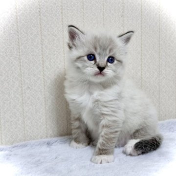 ラグドール【三重県・女の子・2024年3月7日・シールリンクスポイントミテッド】の写真「めちゃくちゃ可愛いです🩷」