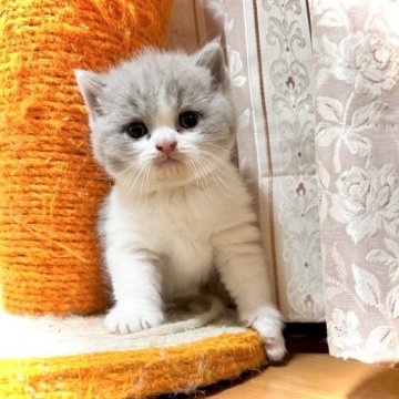 ブリティッシュショートヘア【三重県・女の子・2023年11月11日・ライラック&ホワイト】の写真「大きくなりそうです✨可愛い子です♡」