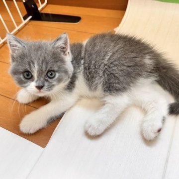 ブリティッシュショートヘア【三重県・女の子・2023年8月1日・ブルー&ホワイト】の写真「マイペースちゃん✨実物はもっと可愛い🩷」