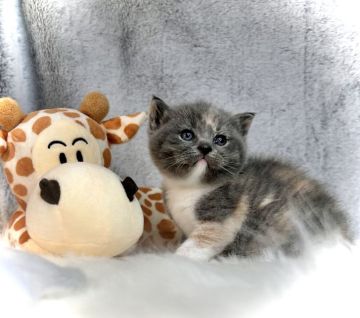 ブリティッシュショートヘア【三重県・女の子・2022年5月29日・ダイリュートキャリコ】の写真「動画更新しました🤭」