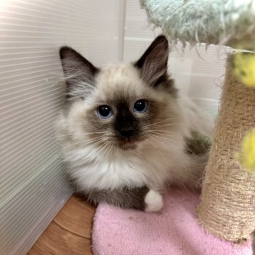 ラグドール【三重県・男の子・2023年10月17日・シールポイントミテッド】の写真「🎍新春価格🎍✨是非この機会に✨」