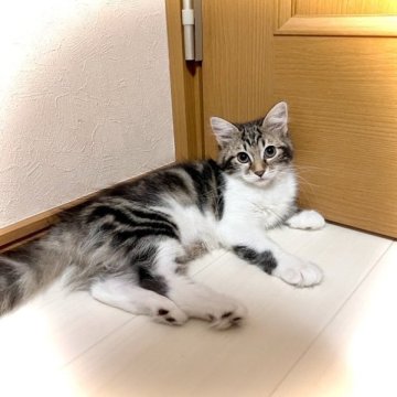 サイベリアン【三重県・女の子・2023年7月14日・ブラウンタビー&ホワイト】の写真「凄く甘えん坊です❤︎」