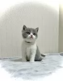 ブリティッシュショートヘア【三重県・女の子・2024年3月6日・ブルー&ホワイト】の写真2