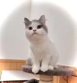 ブリティッシュショートヘア【三重県・女の子・2024年5月6日・ブルー&ホワイト】の写真2