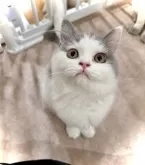 ブリティッシュショートヘア【三重県・女の子・2024年5月6日・ブルー&ホワイト】の写真5「可愛い💕」