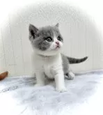 ブリティッシュショートヘア【三重県・女の子・2024年3月6日・ブルー&ホワイト】の写真5