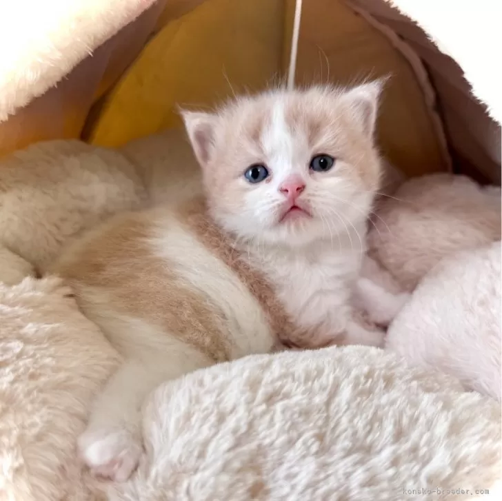 マンチカン(長足)【三重県・男の子・2025年8月10日・クリーム&amp;ホワイト】の写真1