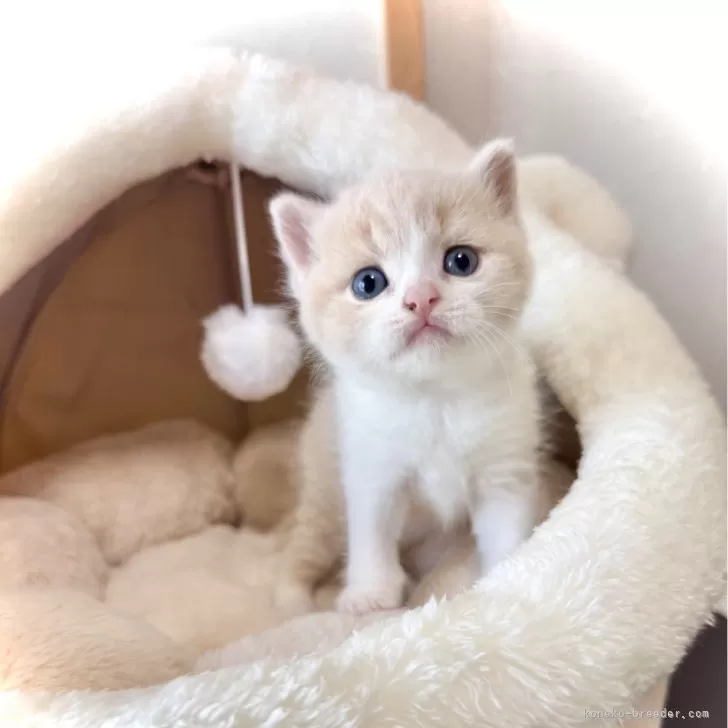 ID：2507-02048の子猫