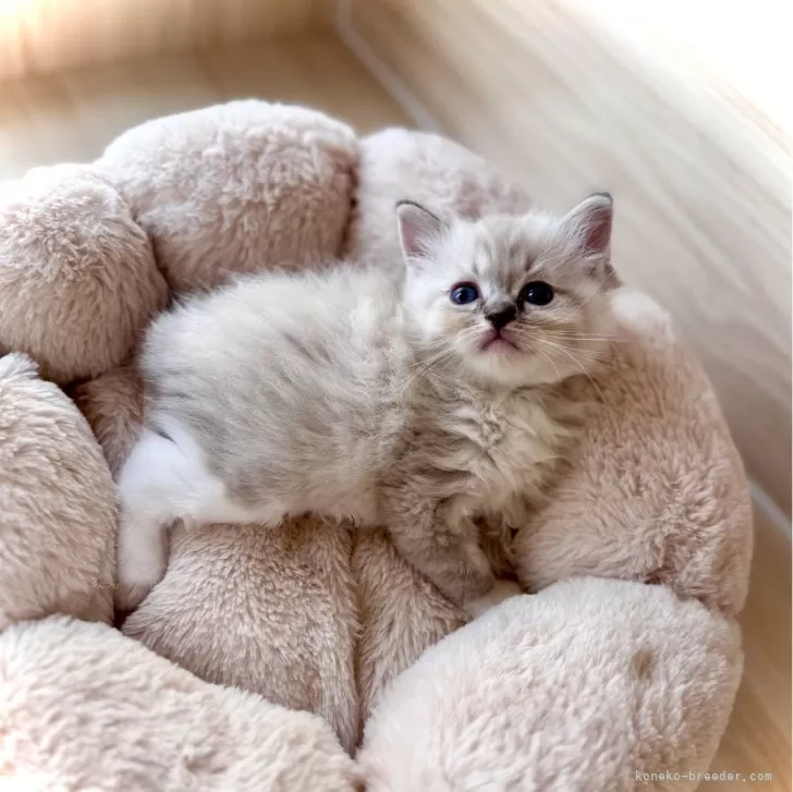 ID：2510-00920の子猫