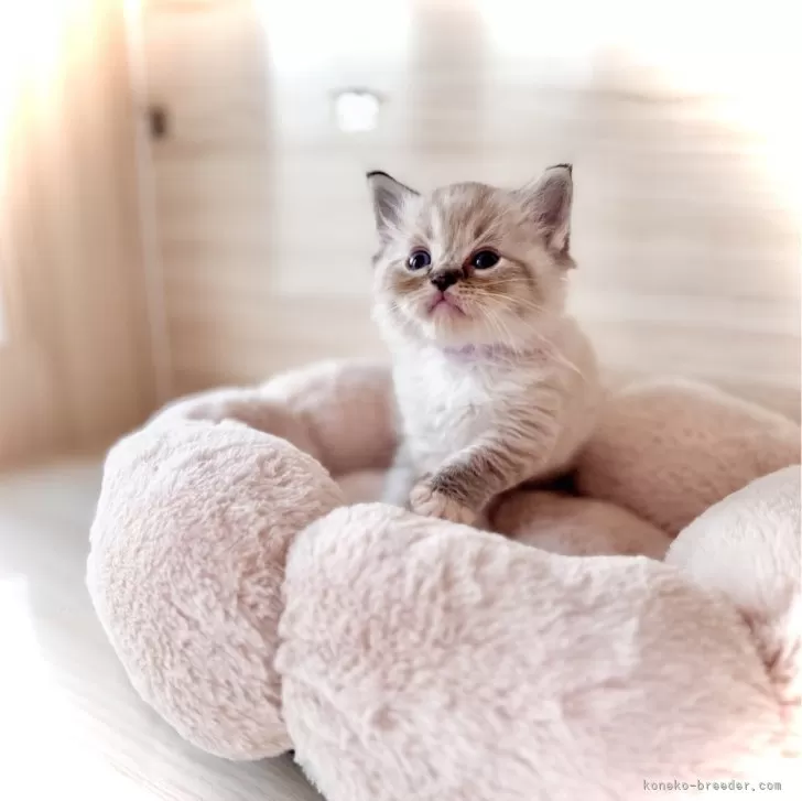ID：2509-02859の子猫