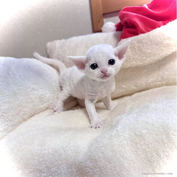 デボンレックス【三重県・女の子・2025年11月16日・ホワイト】の写真1