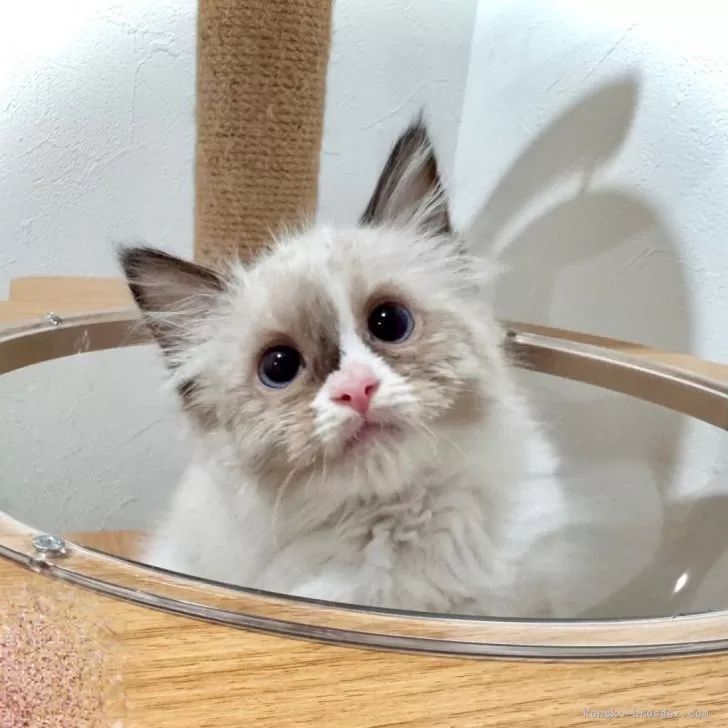 すず 様のお迎えした子猫