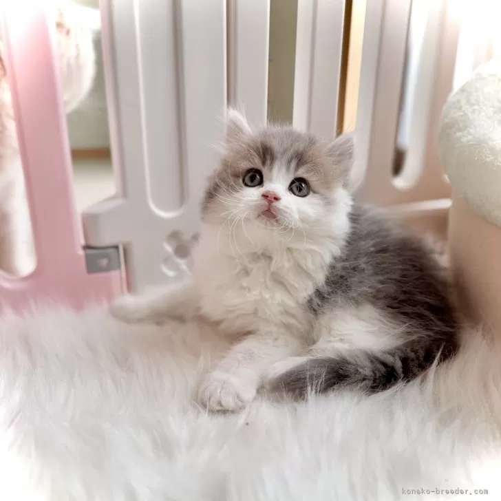 ID：2412-01297の子猫