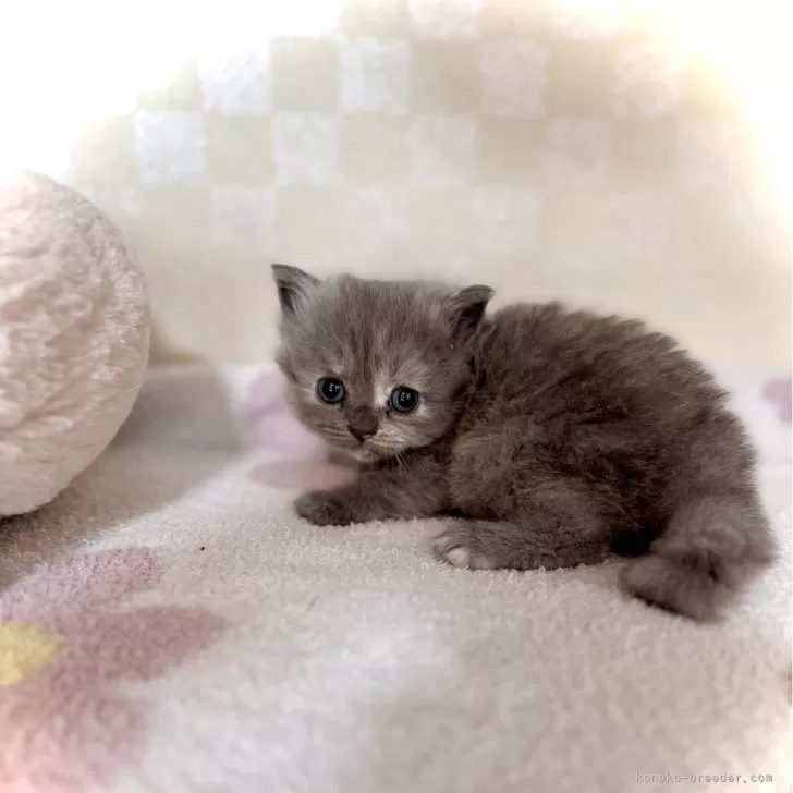 マンチカン(長足)【三重県・女の子・2025年10月5日・ブルークリーム】の写真1