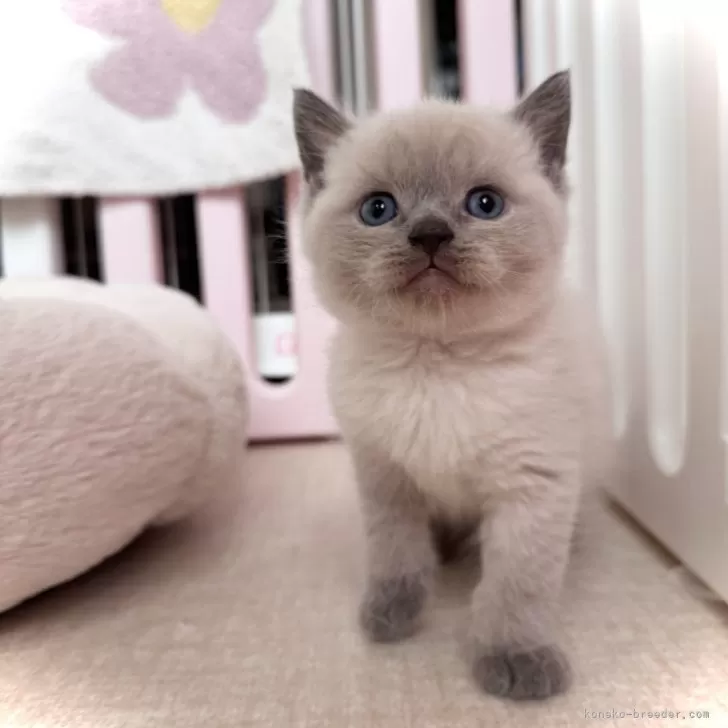 ID：2503-01314の子猫