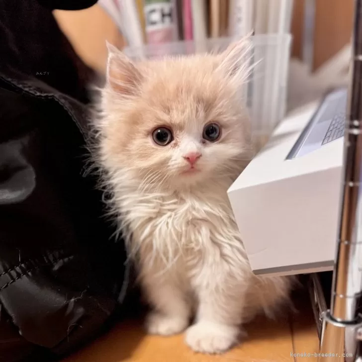 ID:2412-01761の子猫