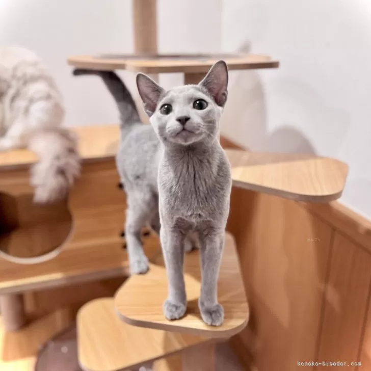 ロシアンブルー【三重県・男の子・2025年5月8日・ブルー】の写真1