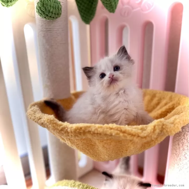 ID：2505-00242の子猫