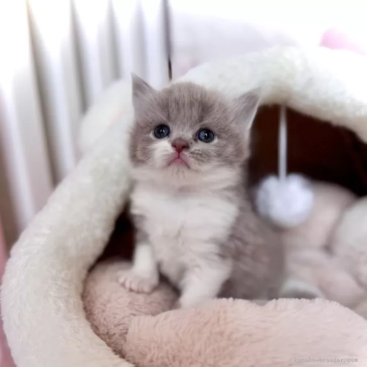 ID:2503-01385の子猫