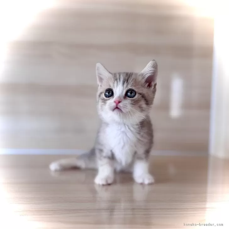ID：2602-00099の子猫
