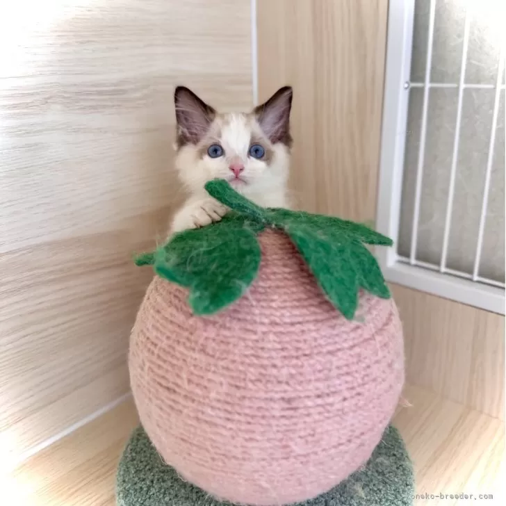 ID：2507-01586の子猫