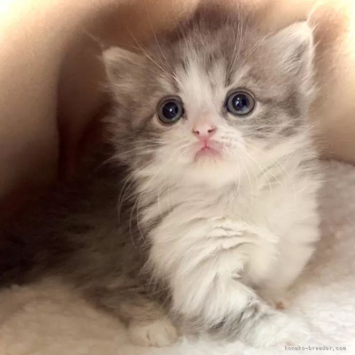 ID:2509-00887の子猫