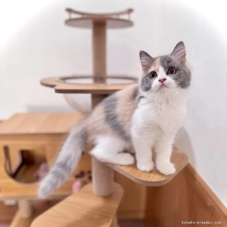 T.O 様のお迎えした子猫