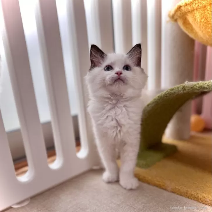 ID:2505-02186の子猫