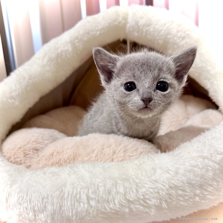 M 様のお迎えした子猫