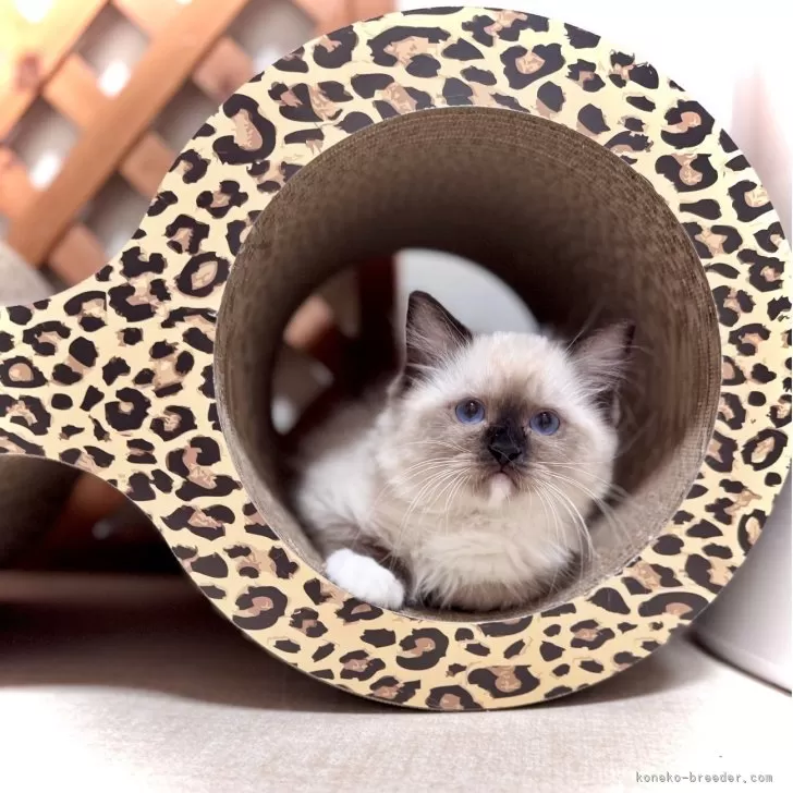 ラグドール【三重県・女の子・2025年8月24日・シールポイントミテッド】の写真1