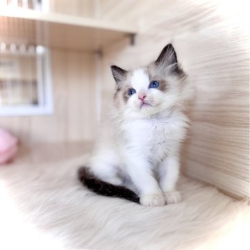 ラグドール【三重県・男の子・2025年5月10日・シールポイントバイカラー】の写真「両親CFA血統💎　」