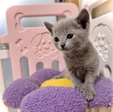 ロシアンブルー【三重県・男の子・2025年1月2日・ブルー】の写真「パパ外産♡イケにゃん♡」