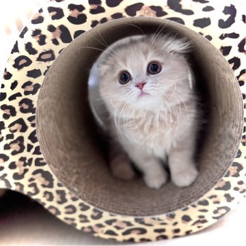 スコティッシュフォールド(折れ耳)【三重県・男の子・2026年1月25日・クリーム&ホワイト（セミロング）】の写真「可愛いぼくちゃん🩵」