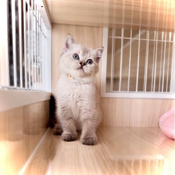 ブリティッシュショートヘア【三重県・女の子・2025年4月14日・シールリンクスポイント】の写真「スリゴロちゃん♥️」