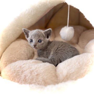 ロシアンブルー【三重県・女の子・2025年6月20日・ブルー】の写真「パパ猫外産💗ママ猫優良血統💗実物は更に可愛い」