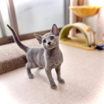 ロシアンブルー【三重県・男の子・2025年5月8日・ブルー】の写真「ママ猫外産✈️  遊び、🍚大好き💕」