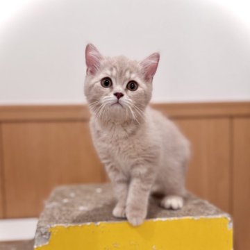 ブリティッシュショートヘア【三重県・男の子・2025年2月9日・ライラックマッカレルタビー】の写真「パパ猫外産✈️ 大人しく人懐こいです✨」