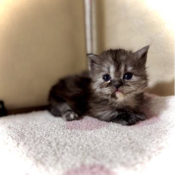 マンチカン(短足)【三重県・女の子・2025年10月5日・シルバースモークトーティー（セミロング）】の写真「めっちゃ可愛い❤️」