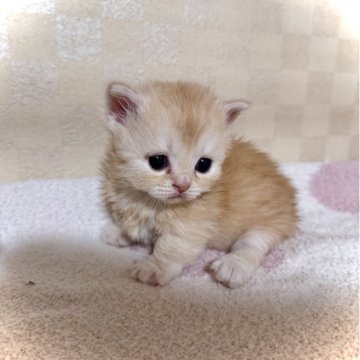 マンチカン(短足)【三重県・男の子・2025年10月5日・レッドタビー&ホワイト（ショート）】の写真「めっちゃ可愛い❤️」