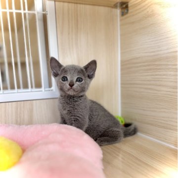 ロシアンブルー【三重県・男の子・2025年5月8日・ブルー】の写真「ママ猫🇵🇱海外産」