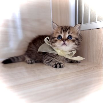 ブリティッシュショートヘア【三重県・女の子・2025年9月18日・ブラウンタビー（セミロング）】の写真「ママ外産✈️   激かわ♡」