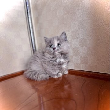 マンチカン(短足)【三重県・女の子・2025年10月5日・ブルートーティー(薄め)（セミロング）】の写真「めっちゃ可愛い❤️大人しい子」