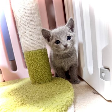 ロシアンブルー【三重県・男の子・2025年1月2日・ブルー】の写真「パパ外産♡肩乗り猫♡」