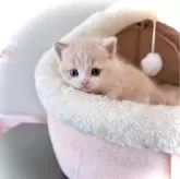 スコティッシュフォールド(立ち耳)