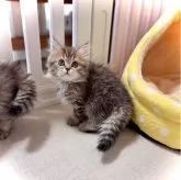 ブリティッシュロングヘア